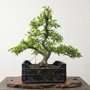 Bonsai of Pomegranate