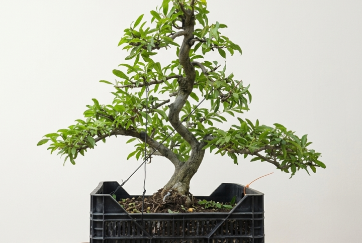 Bonsai of Pomegranate