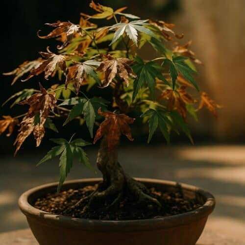 Acer Bonsai Burned Leaves: Why Japanese Maples Suffer in the Sun