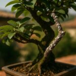Cocciniglia bianca cotonosa su rami di bonsai osservata da vicino