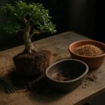 Repotting a bonsai with root pruning and fresh draining substrate